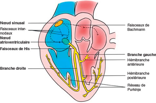 organisation schematique des voies de conduction intracardiaques