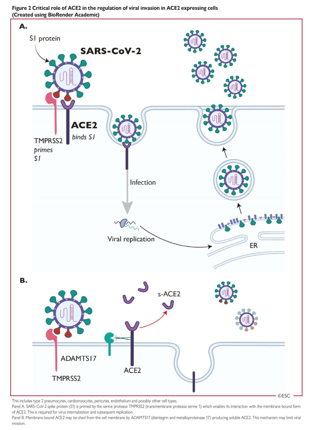 Figure 2 – ACE2 : Un rôle décisif dans la régulation de l'invasion virale