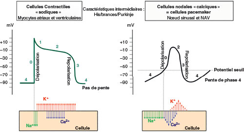potentiels d'action et canaux ioniques des cellules myocytaires